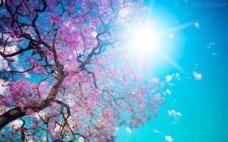 árvore de ipê rosa carregada de flores, sob um céu azul vibrante e iluminada pela luz do sol.