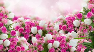 flores rosas