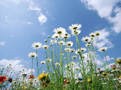 flores e céu ensolarado