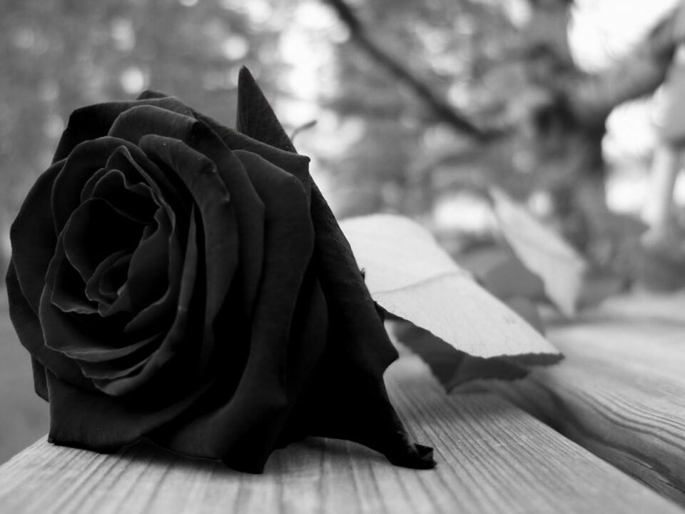 rosa preta e branca