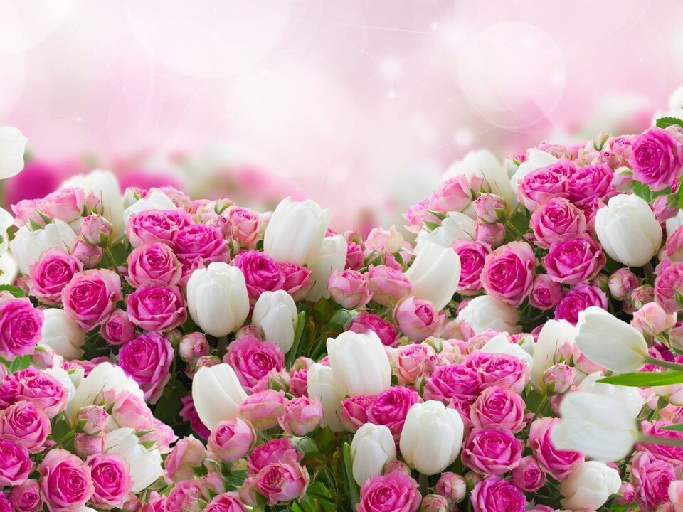 flores rosas